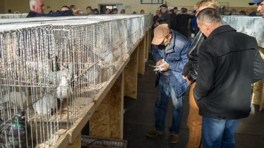 Wystawa Gołębi Rasowych i Ozdobnych po raz ósmy Wystawa Gołębi Rasowych i Ozdobnych po raz ósmy