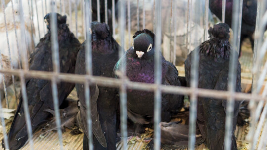 Wystawa Gołębi Rasowych i Ozdobnych po raz ósmy Wystawa Gołębi Rasowych i Ozdobnych po raz ósmy
