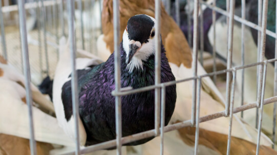 Wystawa Gołębi Rasowych i Ozdobnych po raz ósmy Wystawa Gołębi Rasowych i Ozdobnych po raz ósmy