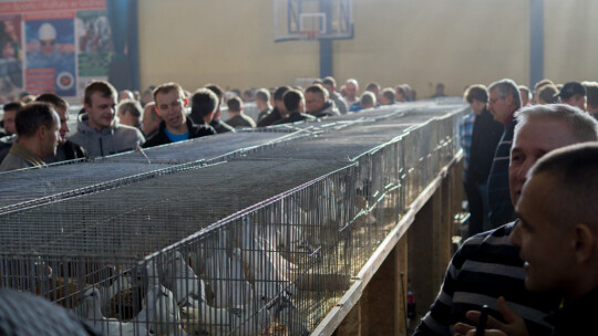 Wystawa Gołębi Rasowych i Ozdobnych po raz ósmy Wystawa Gołębi Rasowych i Ozdobnych po raz ósmy