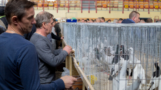 Wystawa Gołębi Rasowych i Ozdobnych po raz ósmy Wystawa Gołębi Rasowych i Ozdobnych po raz ósmy