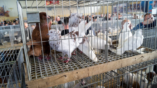 Wystawa Gołębi Rasowych i Ozdobnych po raz ósmy Wystawa Gołębi Rasowych i Ozdobnych po raz ósmy