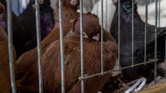 Wystawa Gołębi Rasowych i Ozdobnych po raz ósmy Wystawa Gołębi Rasowych i Ozdobnych po raz ósmy
