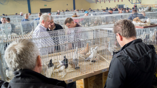 Wystawa Gołębi Rasowych i Ozdobnych po raz ósmy Wystawa Gołębi Rasowych i Ozdobnych po raz ósmy