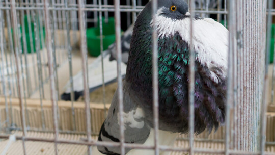 Wystawa Gołębi Rasowych i Ozdobnych po raz ósmy Wystawa Gołębi Rasowych i Ozdobnych po raz ósmy