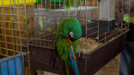 Wystawa Gołębi Rasowych i Ozdobnych po raz ósmy Wystawa Gołębi Rasowych i Ozdobnych po raz ósmy