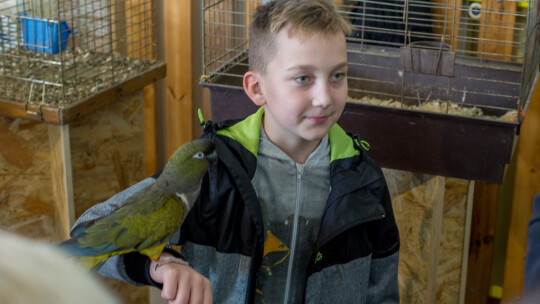 Wystawa Gołębi Rasowych i Ozdobnych po raz ósmy Wystawa Gołębi Rasowych i Ozdobnych po raz ósmy