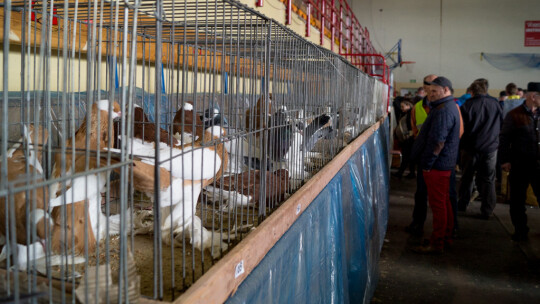 Wystawa Gołębi Rasowych i Ozdobnych po raz ósmy Wystawa Gołębi Rasowych i Ozdobnych po raz ósmy