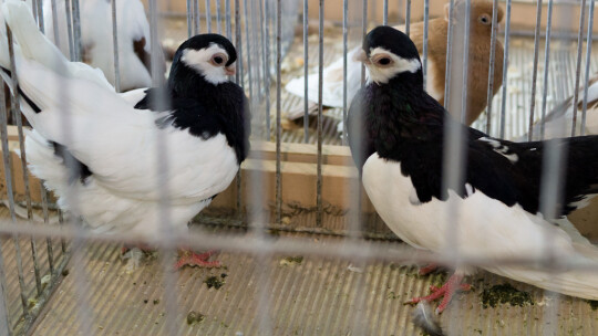 Wystawa Gołębi Rasowych i Ozdobnych po raz ósmy Wystawa Gołębi Rasowych i Ozdobnych po raz ósmy