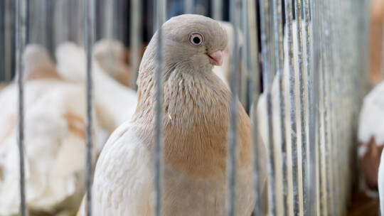Wystawa Gołębi Rasowych i Ozdobnych po raz ósmy Wystawa Gołębi Rasowych i Ozdobnych po raz ósmy