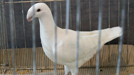 Wystawa Gołębi Rasowych i Ozdobnych po raz ósmy Wystawa Gołębi Rasowych i Ozdobnych po raz ósmy