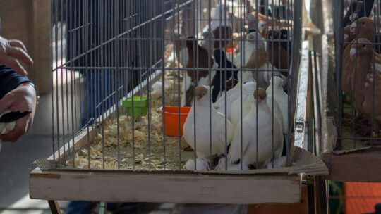 Wystawa Gołębi Rasowych i Ozdobnych po raz ósmy Wystawa Gołębi Rasowych i Ozdobnych po raz ósmy