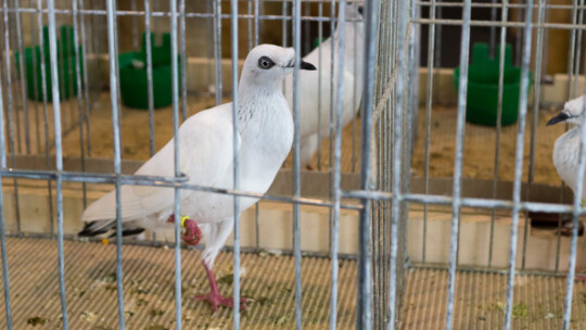 Wystawa Gołębi Rasowych i Ozdobnych po raz ósmy Wystawa Gołębi Rasowych i Ozdobnych po raz ósmy