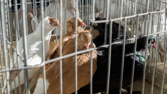 Wystawa Gołębi Rasowych i Ozdobnych po raz ósmy Wystawa Gołębi Rasowych i Ozdobnych po raz ósmy