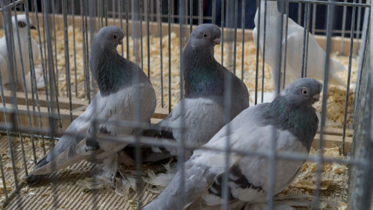 Wystawa Gołębi Rasowych i Ozdobnych po raz ósmy Wystawa Gołębi Rasowych i Ozdobnych po raz ósmy