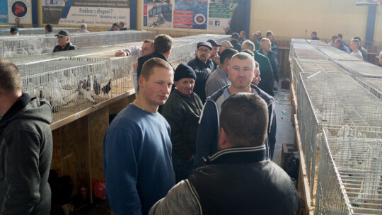 Wystawa Gołębi Rasowych i Ozdobnych po raz ósmy Wystawa Gołębi Rasowych i Ozdobnych po raz ósmy