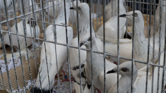 Wystawa Gołębi Rasowych i Ozdobnych po raz ósmy Wystawa Gołębi Rasowych i Ozdobnych po raz ósmy