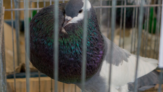 Wystawa Gołębi Rasowych i Ozdobnych po raz ósmy Wystawa Gołębi Rasowych i Ozdobnych po raz ósmy