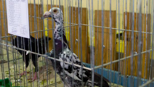 Wystawa Gołębi Rasowych i Ozdobnych po raz ósmy Wystawa Gołębi Rasowych i Ozdobnych po raz ósmy