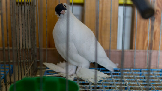 Wystawa Gołębi Rasowych i Ozdobnych po raz ósmy Wystawa Gołębi Rasowych i Ozdobnych po raz ósmy