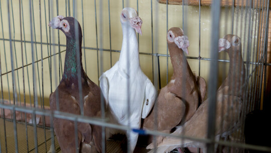 Wystawa Gołębi Rasowych i Ozdobnych po raz ósmy Wystawa Gołębi Rasowych i Ozdobnych po raz ósmy