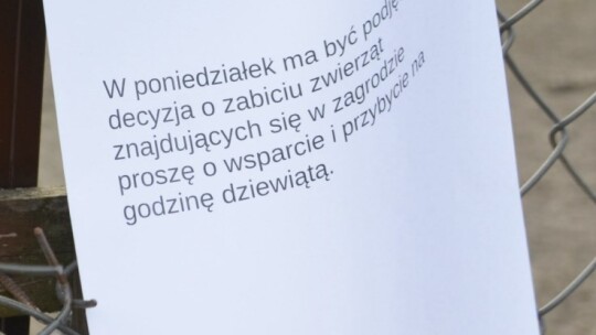 Chcą uśpić zwierzyniec w Cyganówce!