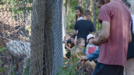 Cyganówka: Obrona zwierzyńca na razie skuteczna