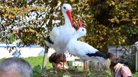 Powiat dziękował za tegoroczne plony w Łaskarzewie