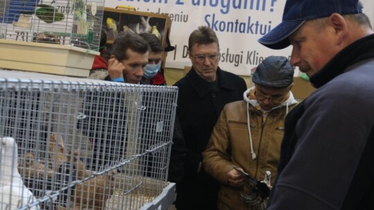 Wystawa gołębi w Garwolinie ? 700 okazów walczy o puchary