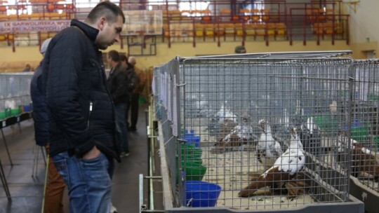 Wystawa gołębi w Garwolinie ? 700 okazów walczy o puchary