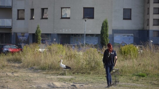 Bocian w mieście. Kto mu pomoże? [wideo, aktualizacja]