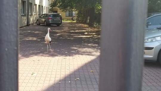 Bocian w mieście. Kto mu pomoże? [wideo, aktualizacja]