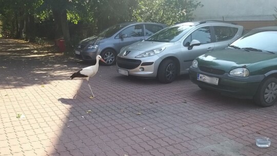 Bocian w mieście. Kto mu pomoże? [wideo, aktualizacja]