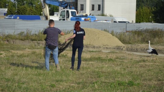 Bocian w mieście. Kto mu pomoże? [wideo, aktualizacja]