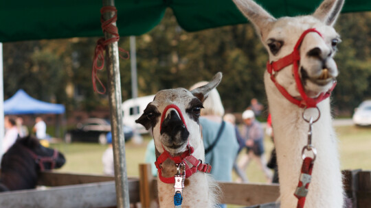 Cały powiat dziękował za plony w Miętnem Cały powiat dziękował za plony w Miętnem