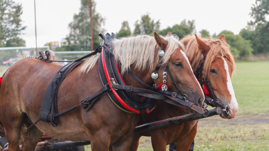 Cały powiat dziękował za plony w Miętnem Cały powiat dziękował za plony w Miętnem