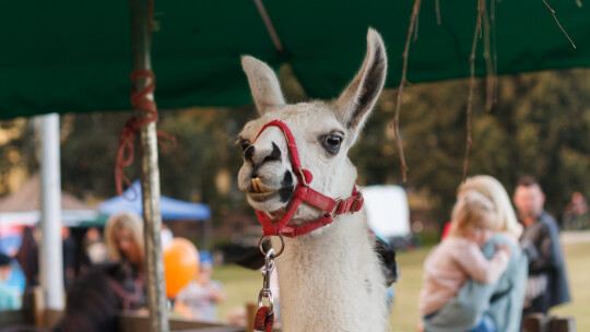 Cały powiat dziękował za plony w Miętnem Cały powiat dziękował za plony w Miętnem