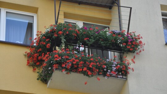 Najpiękniejsze ogrody i balkony wybrane