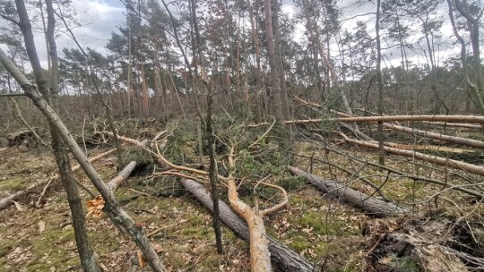 Nie przestaje wiać nad powiatem. Drzewa na drogach i samochodach