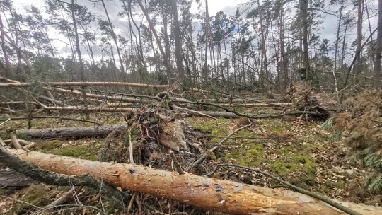 Nie przestaje wiać nad powiatem. Drzewa na drogach i samochodach