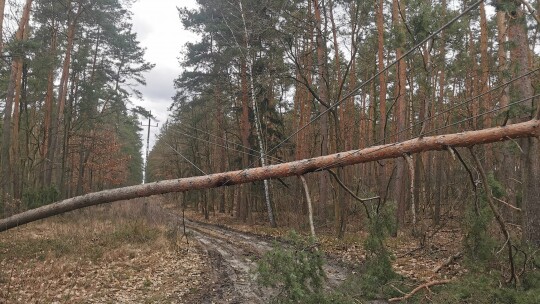 Nie przestaje wiać nad powiatem. Drzewa na drogach i samochodach