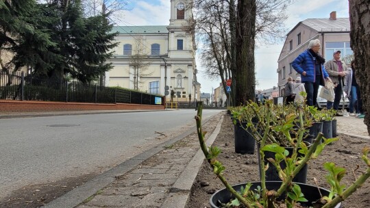 600 róż na 600-lecie