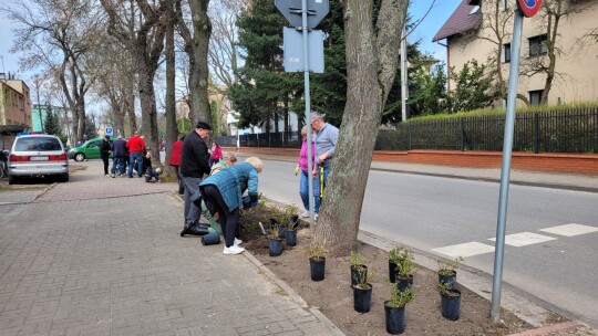 600 róż na 600-lecie