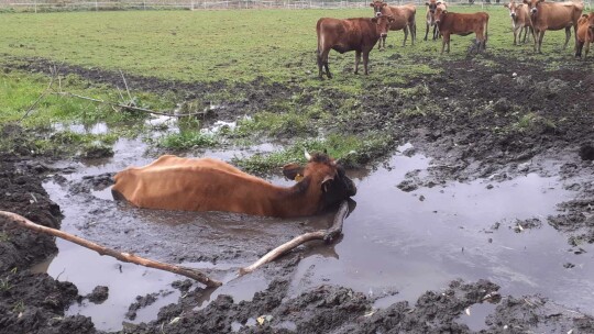 Krowa ugrzęzła w bagnie. Uratowali ją strażacy