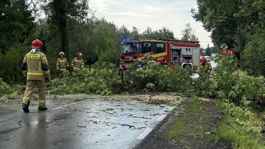 Dziesiątki powalonych drzew po popołudniowej burzy [aktualizacja]