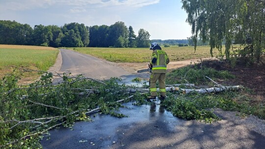 Dziesiątki powalonych drzew po popołudniowej burzy [aktualizacja]