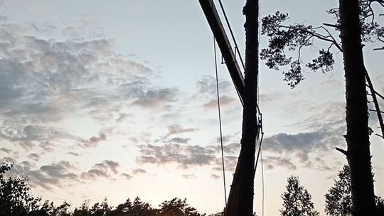 Czy sokół wędrowny wróci do lasów Garwolina? Nadleśnictwo przystępuje do programu odbudowy gatunku