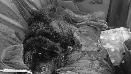 Pies przeżył po „stwierdzeniu zgonu” przez policjantów. Sprawę badają służby