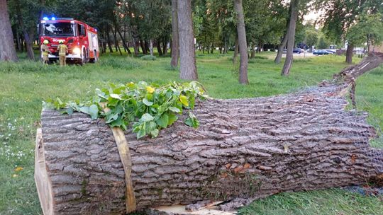 Silny wiatr łamał drzewa w powiecie. Ogromny konar spadł na chodnik w Garwolinie
