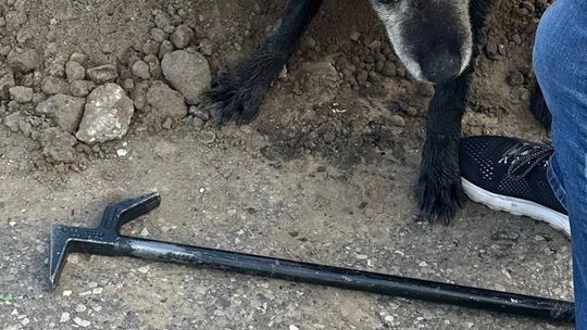 Strażacy dwa dni walczyli o życie psa uwięzionego w kanale burzowym